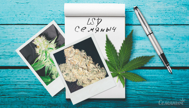 Гроурепорт сорта LSD fem от сидбанка Семяныч