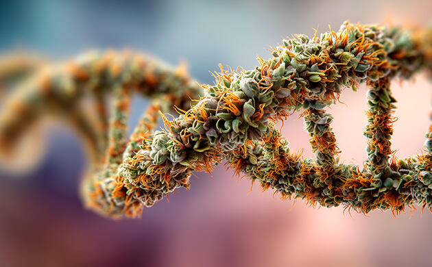 Каннабис и психоз на молекулярном уровне: как ТГК меняет метилирование ДНК и работу митохондрий Марихуаны, метилирование ДНК и риск психоза