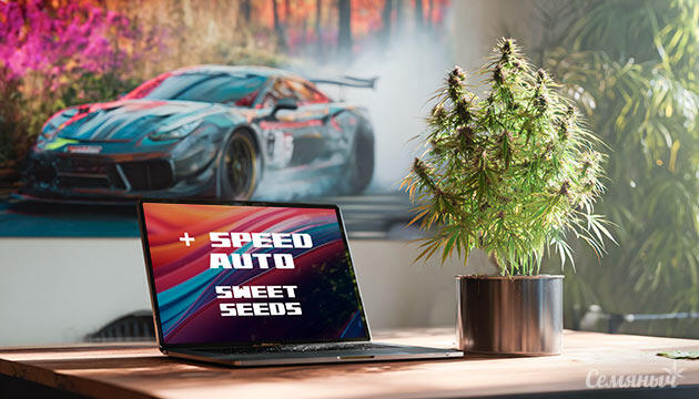 Выращивание сорта марихуаны Speed Auto от сидбанка Sweet Seeds Гроурепорт сорта Speed Auto от Sweet Seeds