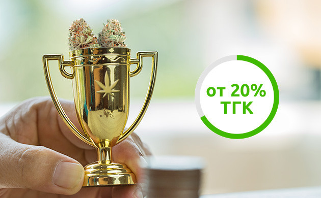 ТГК в чемпионских сортах ТГК в сортах-чемпионах от 20%