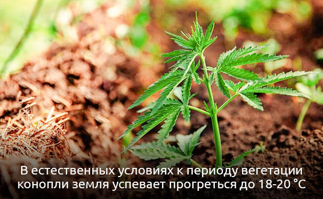 Температура грунта на стадии вегетации конопли Вегетация