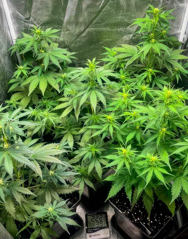 Конопля ростом 40 см