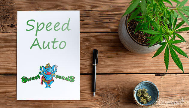 Гроурепорт сорта Speed Auto от Sweet Seeds