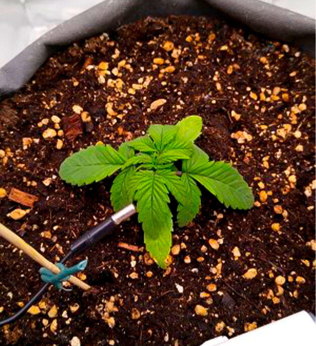 Каннабис на третьей неделе вегетации