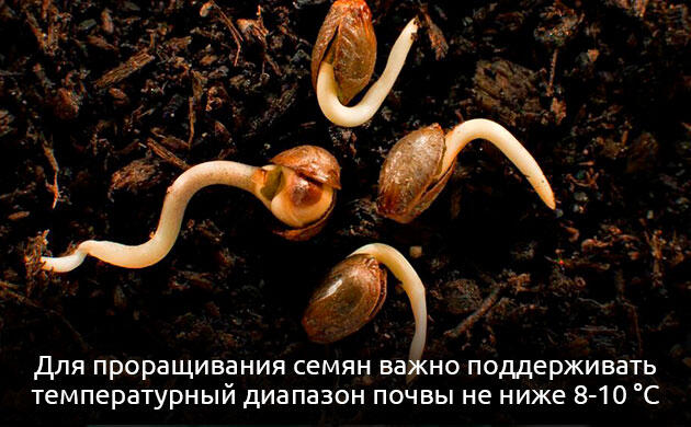 Стабильные условия для проращивания семян Проращивание семян марихуаны