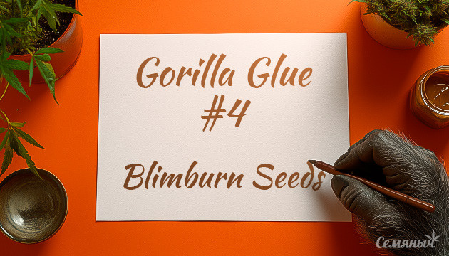 Гроурепорт сорта Gorilla Glue #4 от Blimburn Seeds